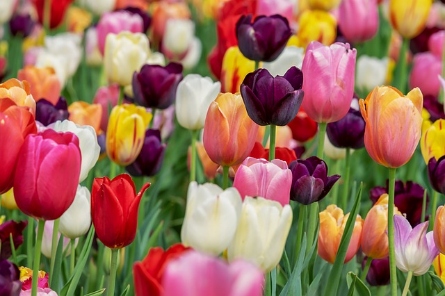 záhon pestrobarevných tulipánů